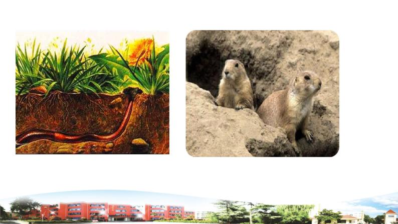 新青岛版科学六三制一年级下册14 土壤中的小动物 课件PPT05