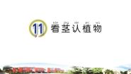 青岛版 (六三制2017)一年级下册11 看茎认植物背景图ppt课件