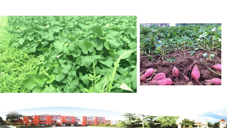 新青岛版科学六三制一年级下册12 土壤与植物 课件PPT05