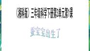 湘教版三年级下册三 我们来养蚕1 蚕宝宝出生了课文课件ppt