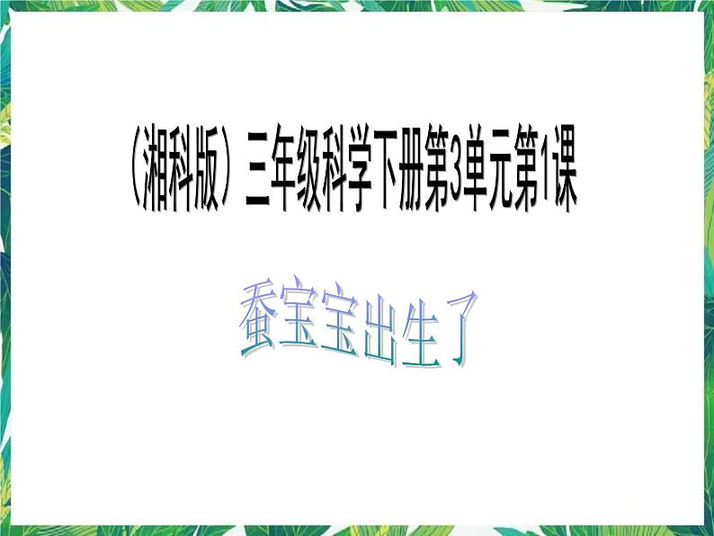 3.1蚕宝宝出生了 课件+教案01