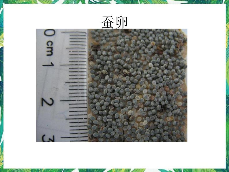 3.1蚕宝宝出生了 课件+教案06