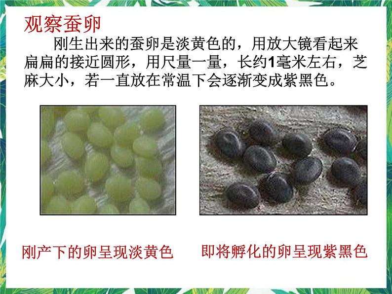 3.1蚕宝宝出生了 课件+教案07