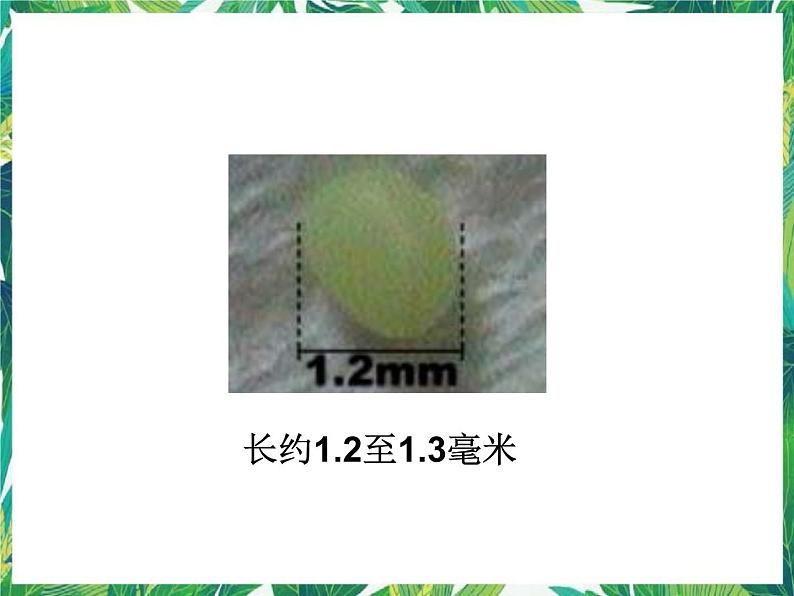 3.1蚕宝宝出生了 课件+教案08