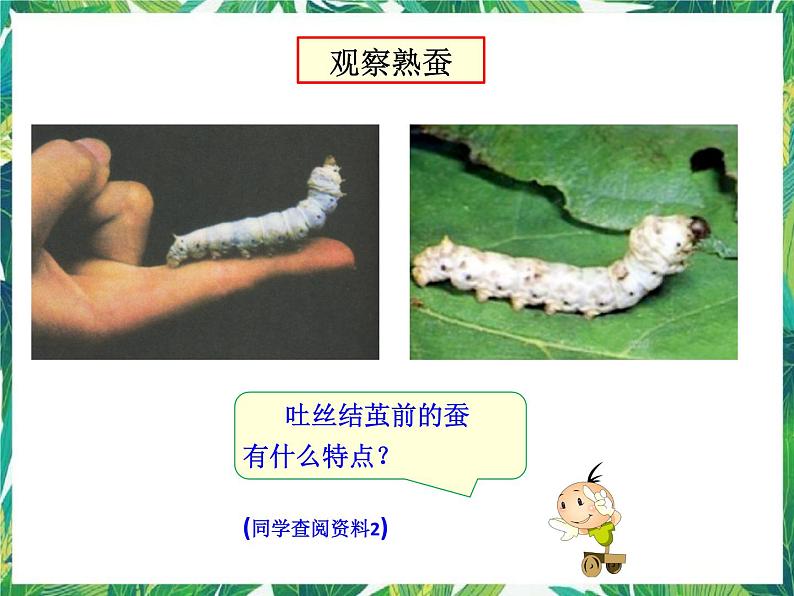 三年级下册科学课件-3.3蚕宝宝大变样 |湘科版(一起) (共39张PPT)第3页
