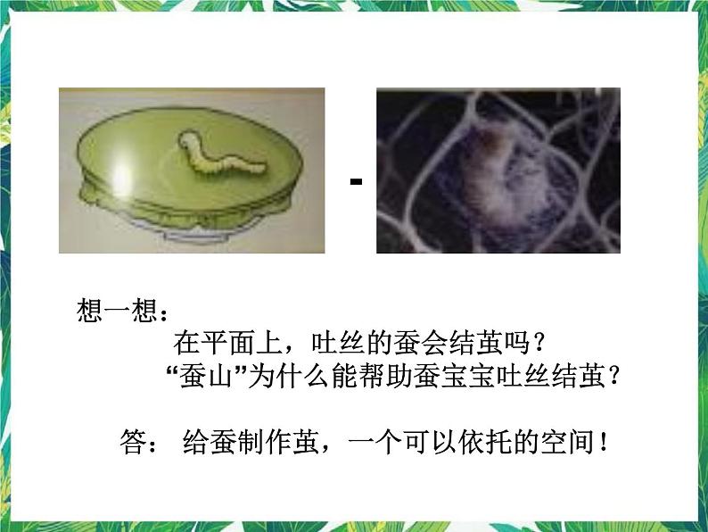 三年级下册科学课件-3.3蚕宝宝大变样 |湘科版(一起) (共39张PPT)第6页