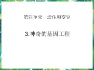 五年级下册科学课件－4.3神奇的基因工程 湘教版