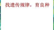 小学科学湘教版五年级下册2 找遗传规律，育良种授课课件ppt