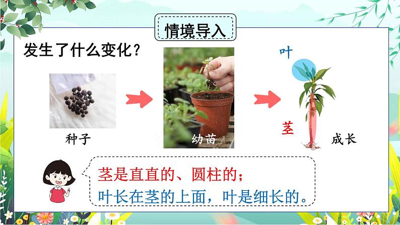 新教科版科学四下 第4课 茎和叶 PPT课件+教案+视频素材02