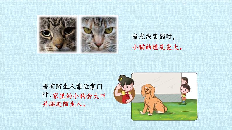 湘科版(2017秋)科学二年级上册 2.3 有趣的动物反应_(课件)第4页