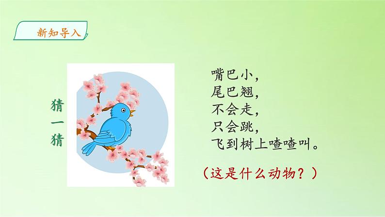 苏教版(2017秋)四年级上册科学 3 鸟类(课件)02