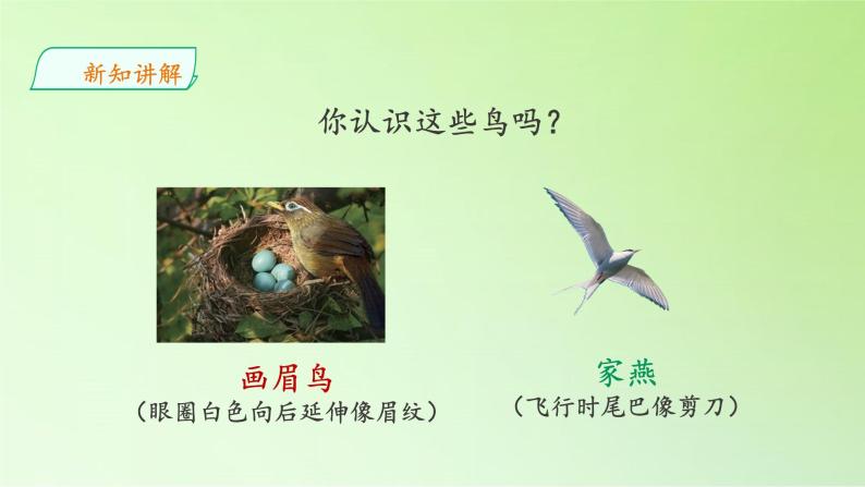 苏教版（2017秋）四年级上册科学 3 鸟类（课件）04