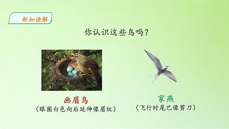 苏教版(2017秋)四年级上册科学 3 鸟类(课件)04