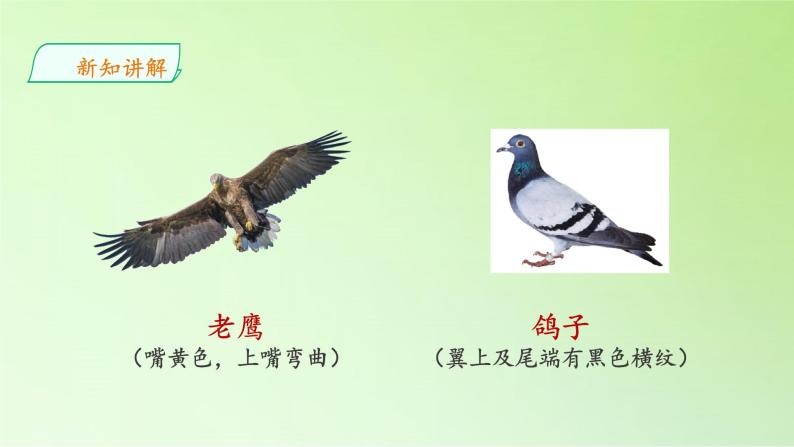 苏教版（2017秋）四年级上册科学 3 鸟类（课件）05