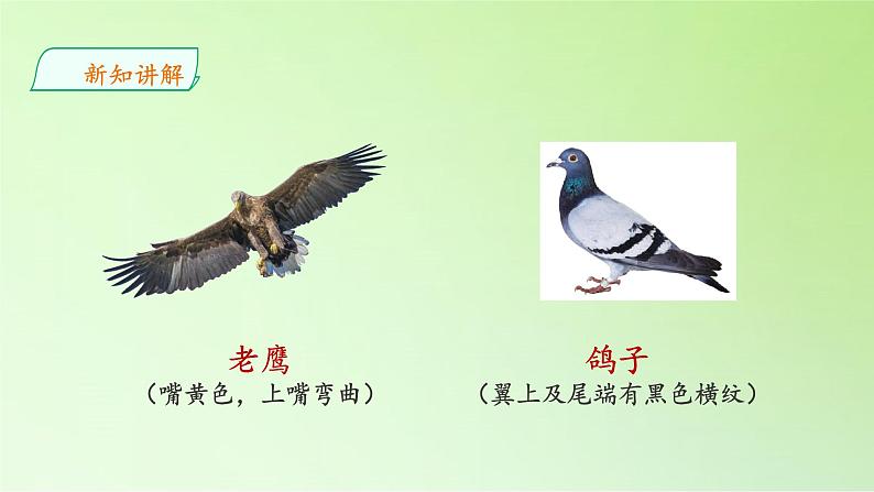 苏教版(2017秋)四年级上册科学 3 鸟类(课件)05