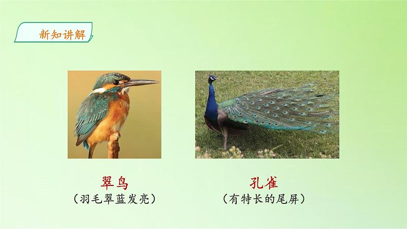 苏教版(2017秋)四年级上册科学 3 鸟类(课件)06