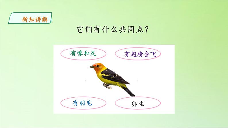 苏教版(2017秋)四年级上册科学 3 鸟类(课件)07