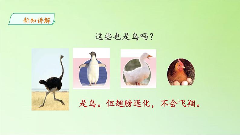 苏教版(2017秋)四年级上册科学 3 鸟类(课件)08