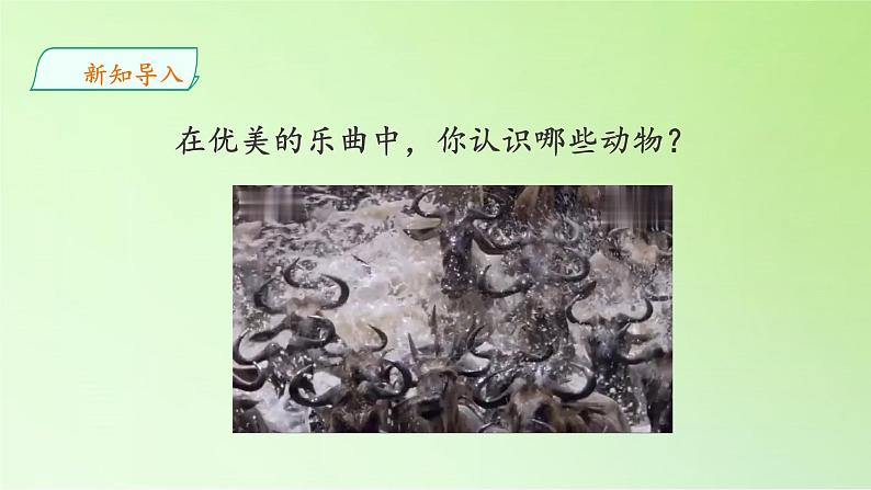 苏教版(2017秋)四年级上册科学 1 给动物分类(课件)第2页