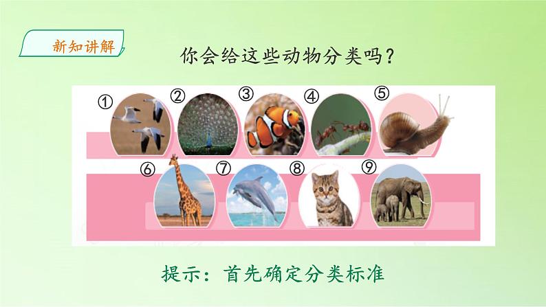 苏教版(2017秋)四年级上册科学 1 给动物分类(课件)第5页