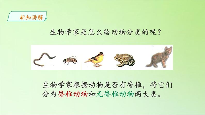 苏教版(2017秋)四年级上册科学 1 给动物分类(课件)第7页