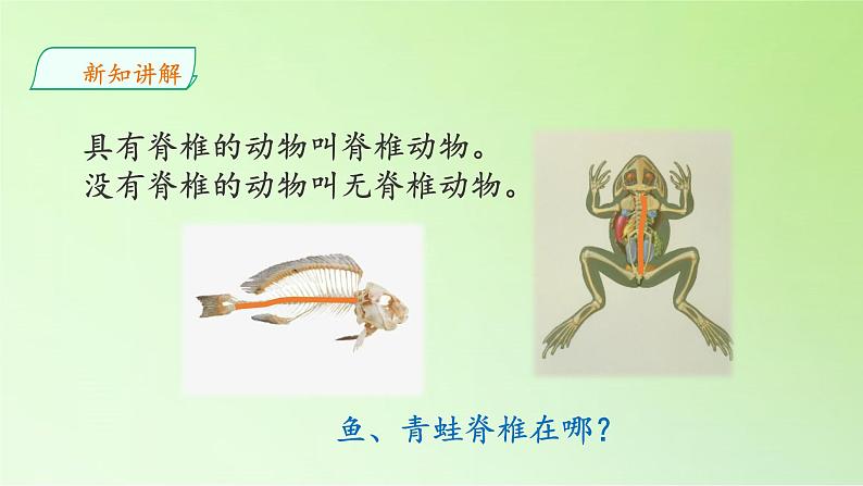 苏教版(2017秋)四年级上册科学 1 给动物分类(课件)第8页