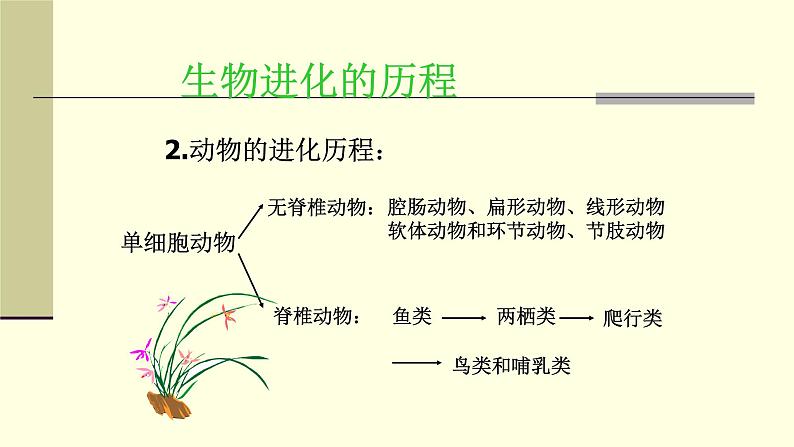 人教版六年级科学下册2.4生物的进化 课件第8页