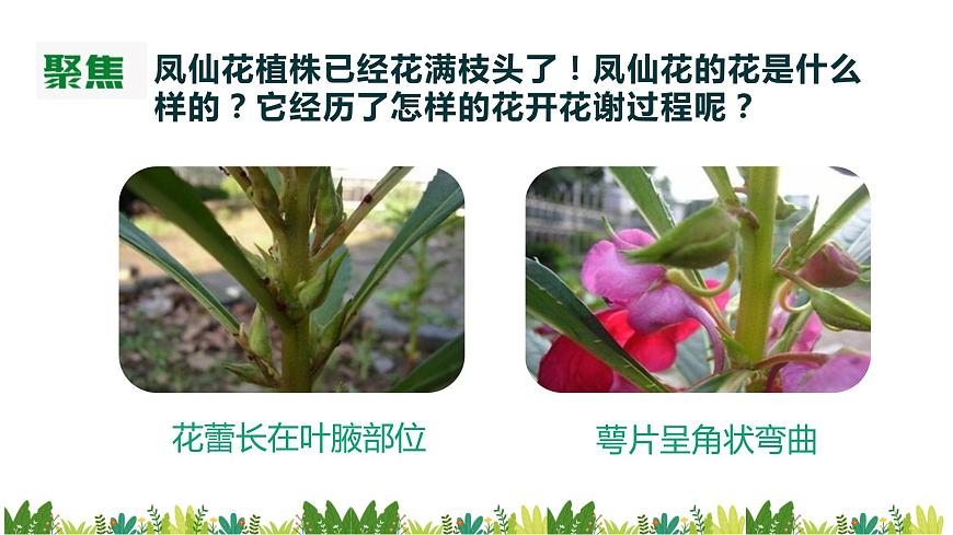 1.5《鳳仙花開花了》課件第4頁