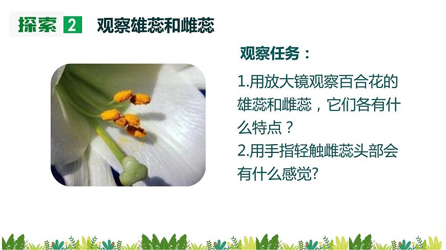 1.5《鳳仙花開花了》課件第8頁