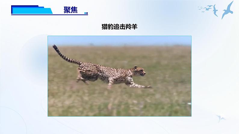 1.6《比较相同时间内运动的快慢》课件第4页