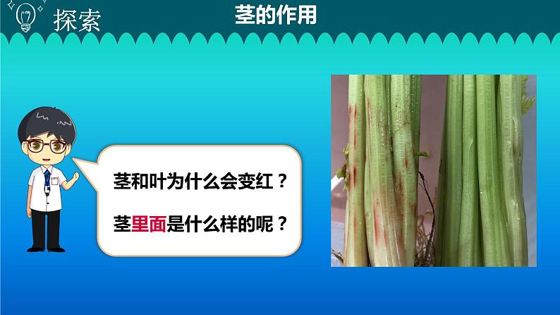 小学科学教科版四年级下册第一单元第4课《茎和叶》课件3(2021新版)第7页