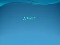 人教鄂教版科学二年级下册7.《蚂蚁》 课件+教案