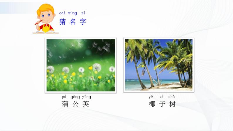 苏教版（2017）科学一年级下册：11.多姿多彩的植物 授课课件04