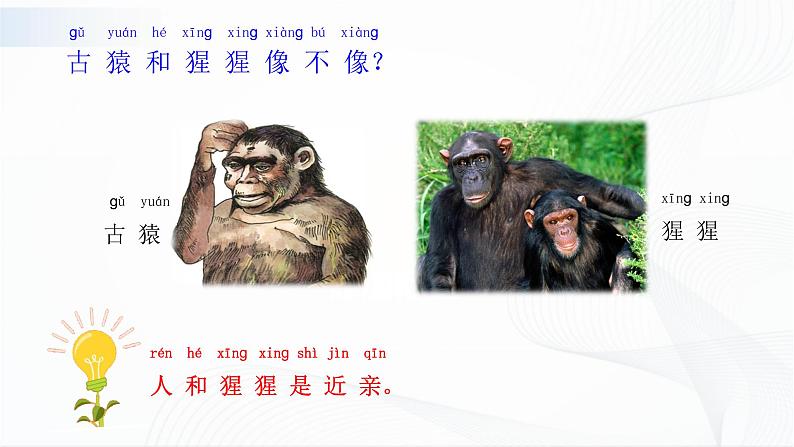 苏教版(2017)科学一年级下册:12.动物.人 授课课件07