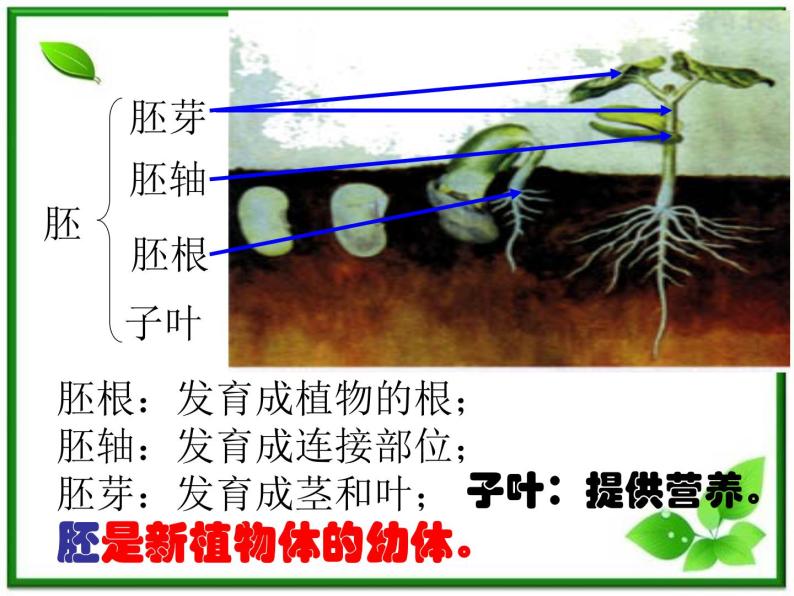 人教小学科学2.1植物的种子课件PPT08