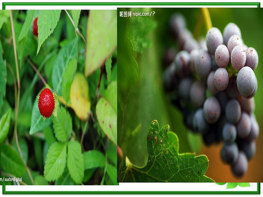 人教小學(xué)科學(xué)2.3植物的身體課件PPT第3頁