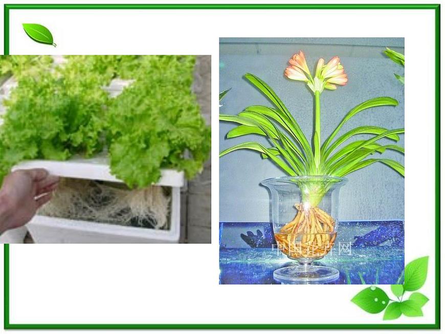 人教小學(xué)科學(xué)2.3植物的身體課件PPT第6頁