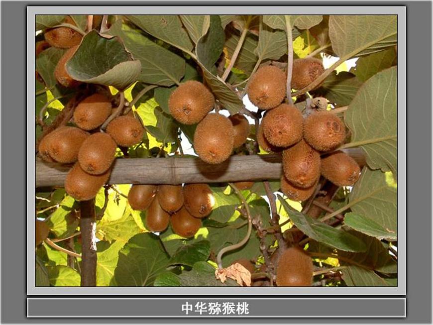 教科小學科學三上《1.1.我看到了什么》PPT課件(16)第3頁