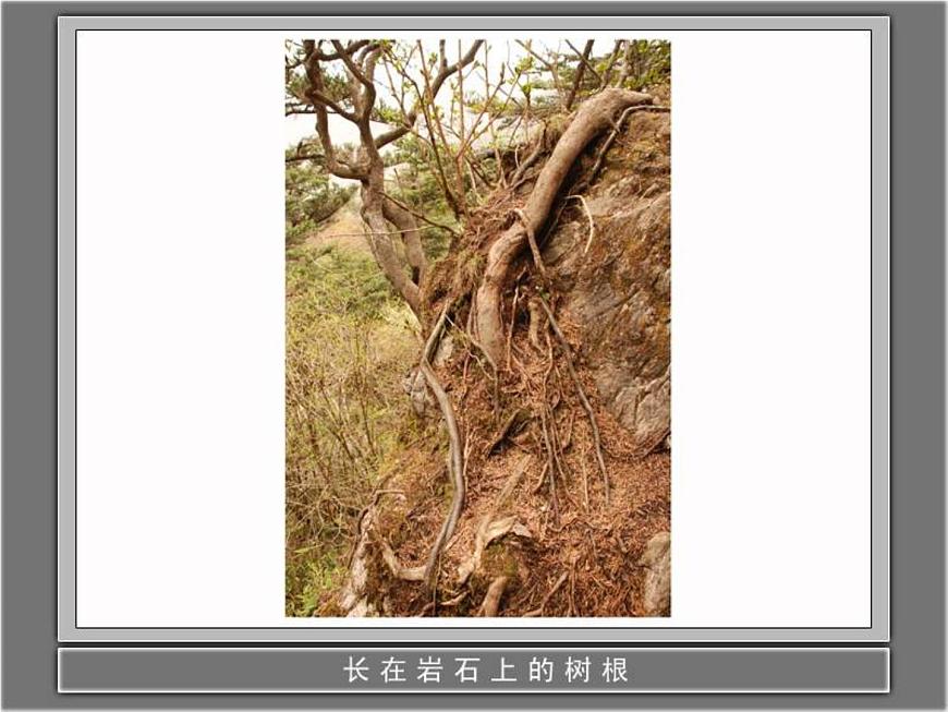 教科小學科學三上《1.1.我看到了什么》PPT課件(16)第4頁