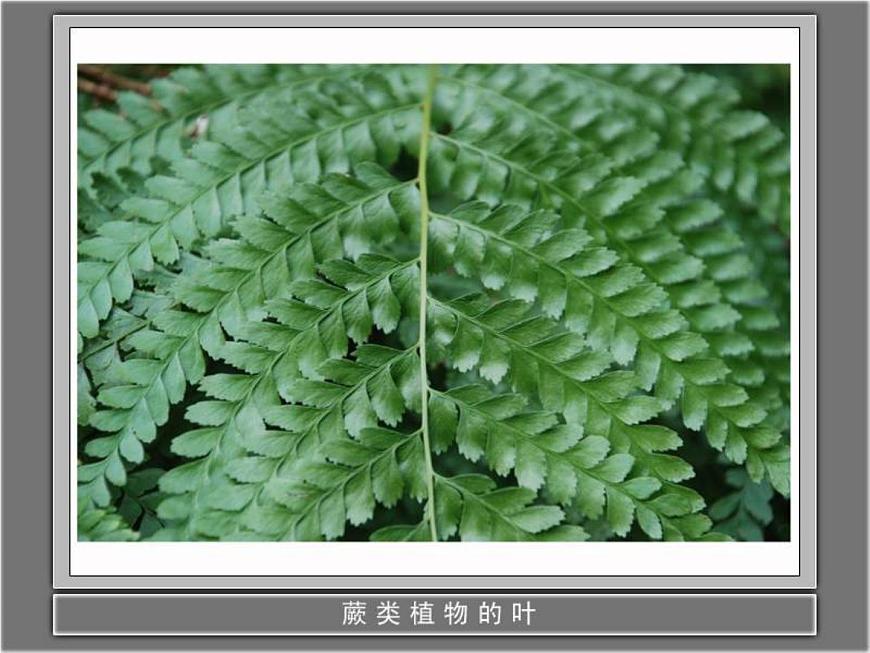 教科小學科學三上《1.1.我看到了什么》PPT課件(16)第5頁
