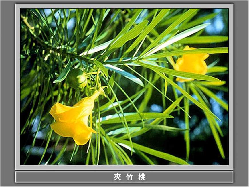 教科小學科學三上《1.1.我看到了什么》PPT課件(16)第7頁