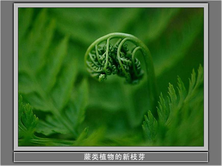 教科小學科學三上《1.1.我看到了什么》PPT課件(16)第8頁