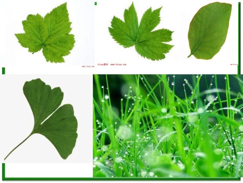 教科小学科学三上《1.5、植物的叶》PPT课件(5)03