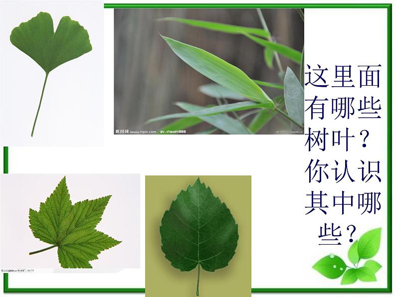 教科小学科学三上《1.5、植物的叶》PPT课件(5)04