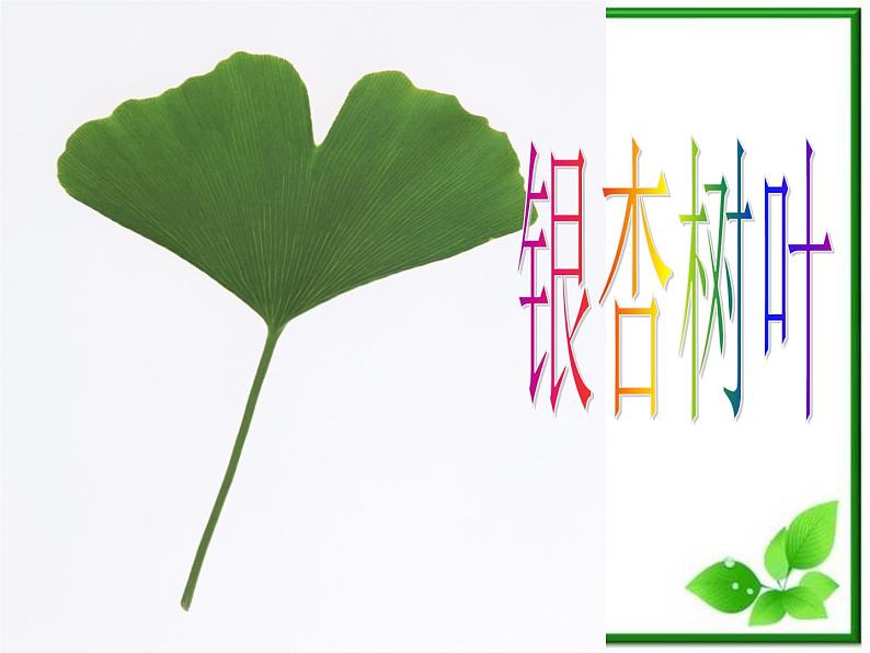 教科小学科学三上《1.5、植物的叶》PPT课件(5)05