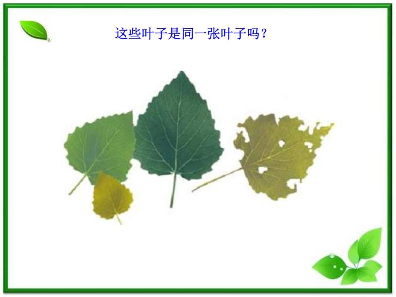 教科小学科学三上《1.5、植物的叶》PPT课件(7)08