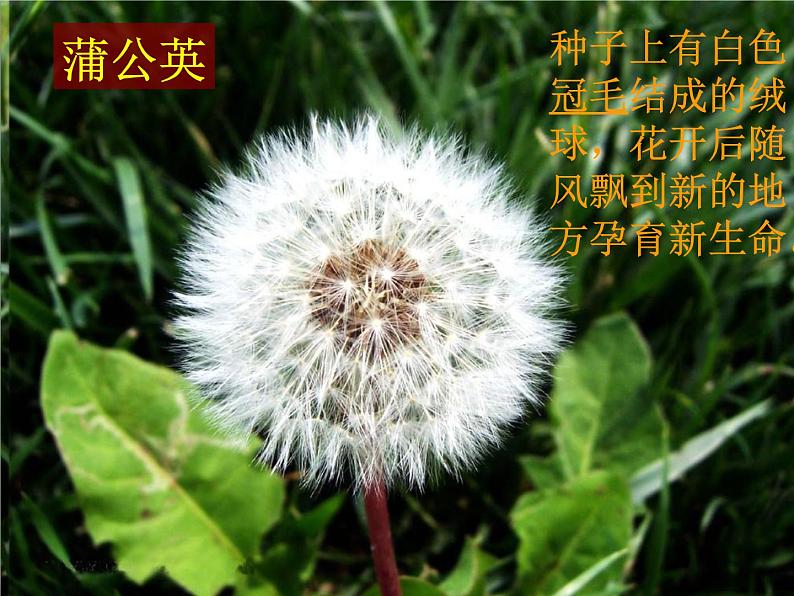 教科小学科学三上《1.3、大树和小草》PPT课件(1)05