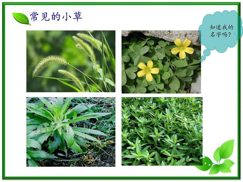 教科小学科学三上《1.3、大树和小草》PPT课件(3)第3页