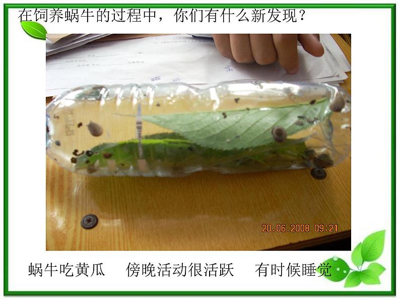 教科小学科学三上《2.3、蜗牛(二)》PPT课件(6)第2页