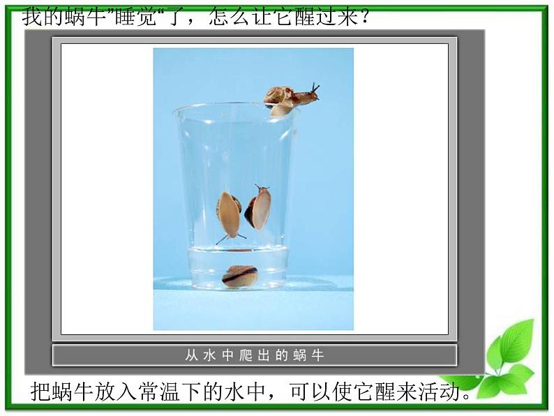 教科小学科学三上《2.3、蜗牛(二)》PPT课件(6)第3页